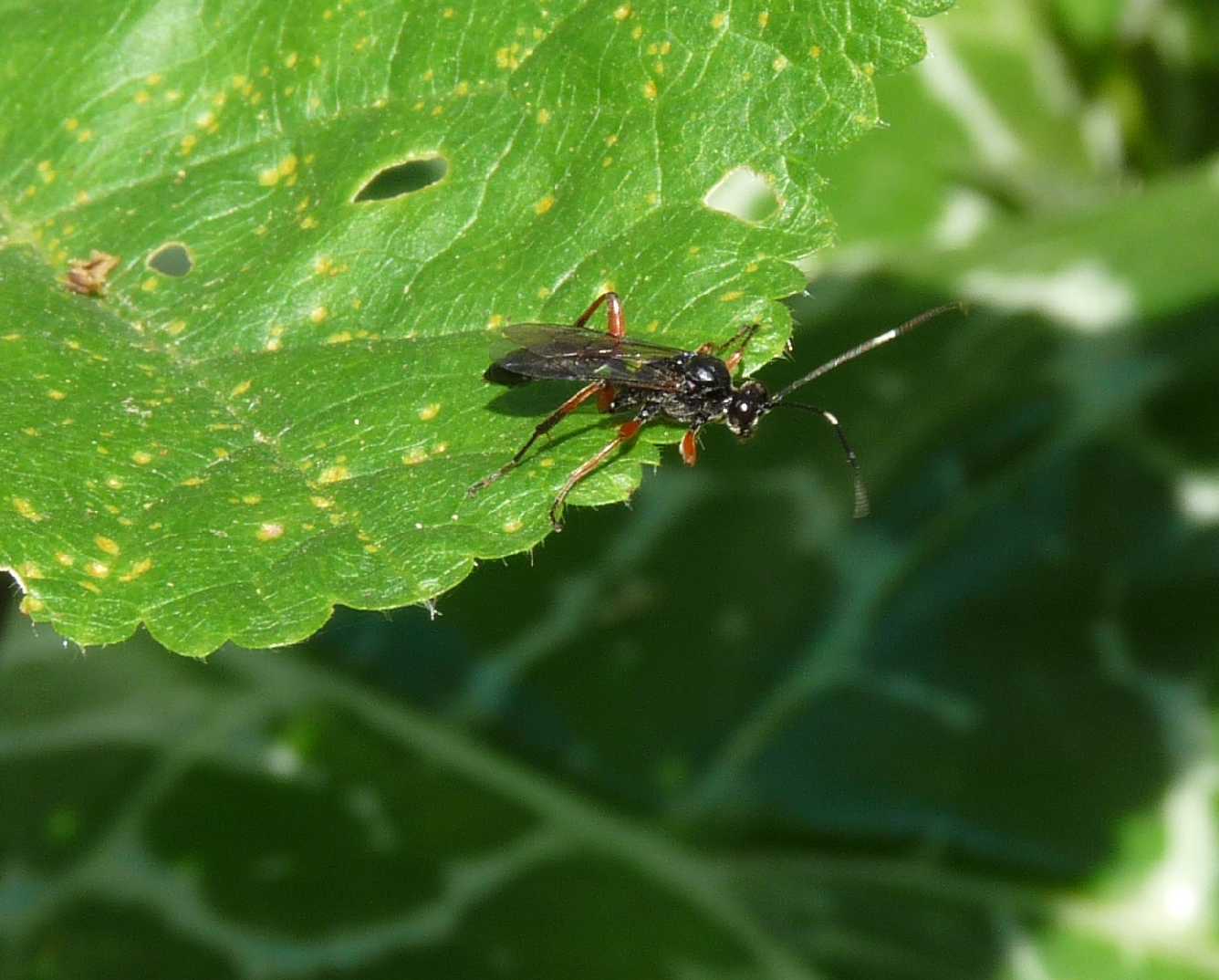 Piccolo Ichneumonidae